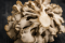 Maitake zkušenosti