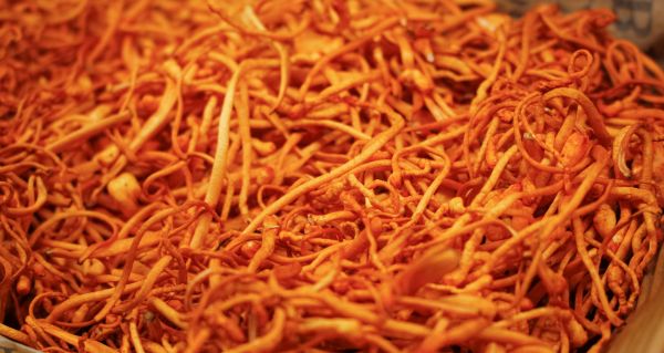 Cordyceps CS-4 a vitalita: funkční houba pro aktivní životní styl