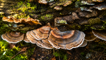 Coriolus zkušenosti