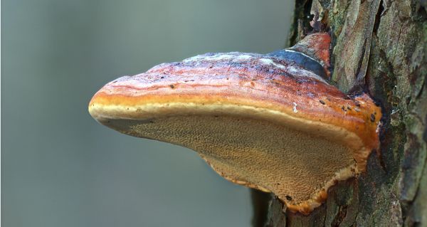 Reishi FAQ