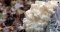 Hericium kontraindikace