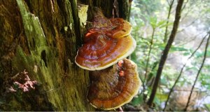 Reishi studie: co skutečně říká výzkum lesklokorky lesklé