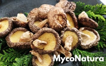 Shiitake: Dřevěná perla z Asie, která léčí i chutná