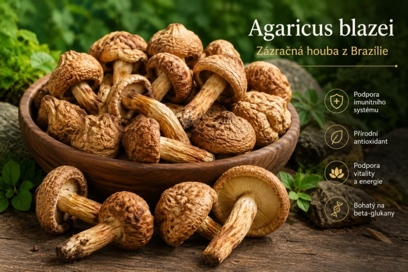 Agaricus blazei a moderní výzkum
