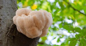 Hericium dávkování: praktický průvodce užíváním