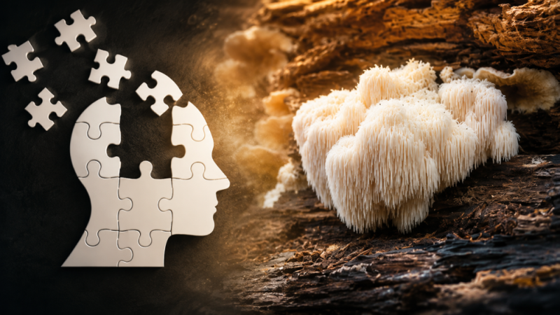 Hericium a mozek: proč se o lví hřívě tolik mluví