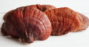 Kdy užívat reishi: praktický průvodce načasováním