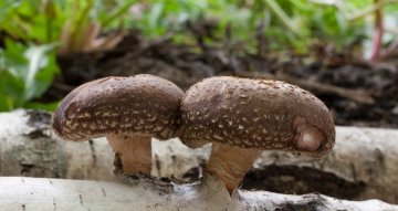 Shiitake v tradiční asijské medicíně