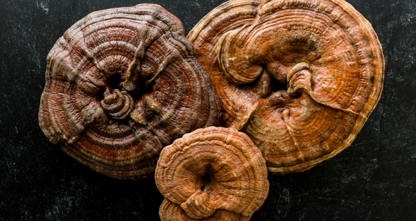 Reishi a kvalita života