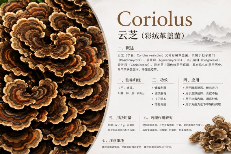 Coriolus a obranyschopnost: Proč je součástí tradiční asijské kultury