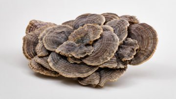 Co je coriolus