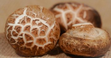 Shiitake a zdravá výživa