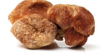 Hericium pro imunitu: jak ho zařadit do každodenní rutiny