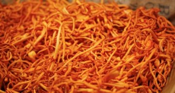 Cordyceps zkušenosti: co lidé nejčastěji řeší