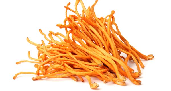 Cordyceps a moderní životní styl