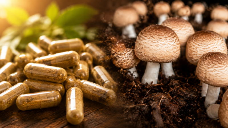 Agaricus kapsle: praktický průvodce výběrem a užíváním