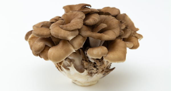 Maitake recenze: zkušenosti, kvalita a výběr