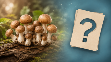 Co je agaricus