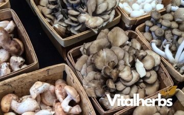 Získání prebiotik je snadné: medicinální houby jsou po ruce