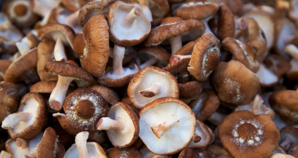 Shiitake a beta-glukany