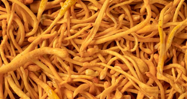 Cordyceps recenze