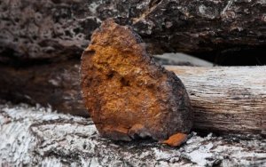 Chaga extrakt