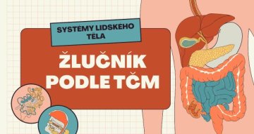 Probouzení jara: Proč si právě teď zaslouží vaši pozornost žlučník?