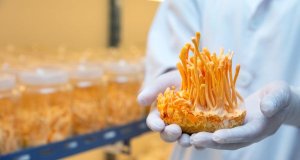 Cordyceps studie: jak číst výzkum a co z něj vyplývá