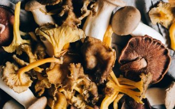 Maitake: Tančící houba, která pomáhá imunitě, metabolismu a rovnováze těla i ducha