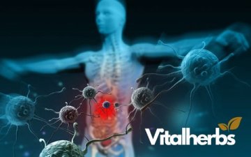 Nejúčinnější posilovač imunity: medicinální houby máte na dosah ruky