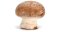 Agaricus blazei a funkční houby