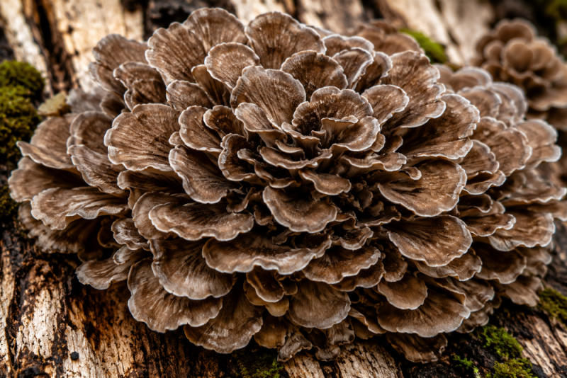 Maitake recenze