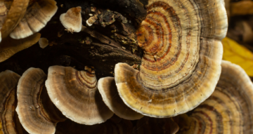 Coriolus zkušenosti