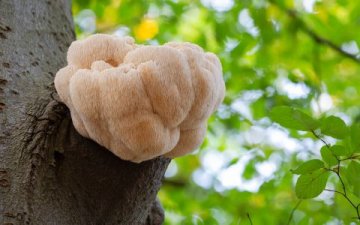 Vitální houba Hericium: Lví hříva účinky