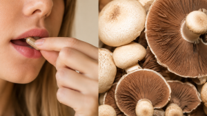 Agaricus účinky: co vědět o žampionu mandlovém