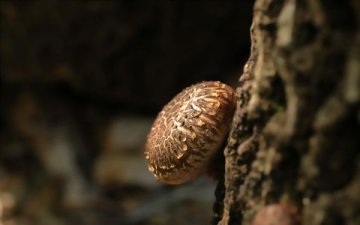 Protivirové účinky polysacharidů ze Shiitake: Významné výsledky pro zdraví