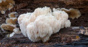 Hericium a soustředění: jak ho zařadit do denní rutiny