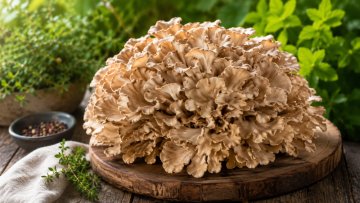 Polyporus a historie používání