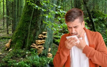 Vitální houby: Přírodní pomoc při rýmě a onemocnění dýchacích cest