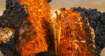 Chaga zkušenosti: co lidé nejčastěji řeší před nákupem