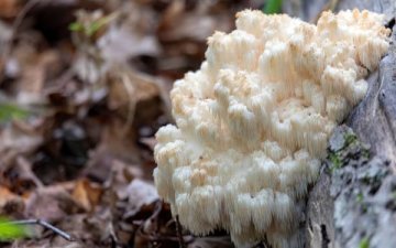 Hericium - pro vyvážený trávicí systém a pevné nervy