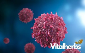 Může příroda podpořit boj s rakovinou? Medicinální houby pod drobnohledem vědy