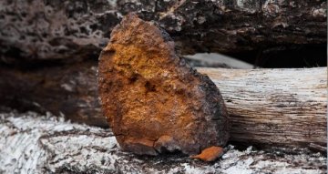 Chaga účinky: co čekat od rezavce šikmého