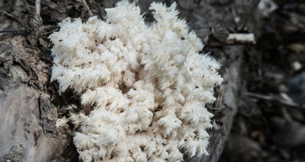 Hericium FAQ