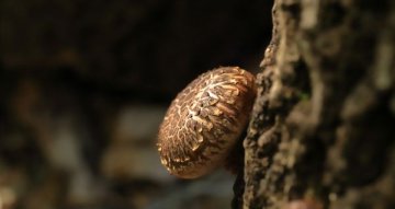 Shiitake účinky: co vědět o houževnatci jedlém