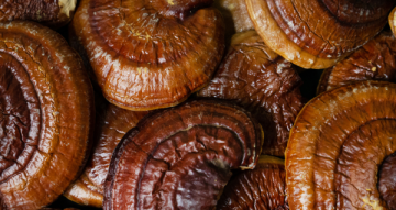 Reishi recenze