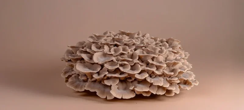 Polyporus v tradiční čínské medicíně: houba spojovaná s rovnováhou