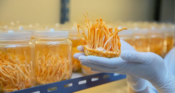 Cordyceps FAQ: nejčastější otázky a odpovědi