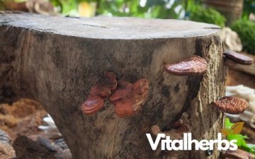 Houba, která může změnit pravidla hry: Pomocník v boji s rakovinou i cukrovkou?