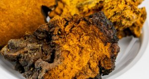 Chaga pro imunitu